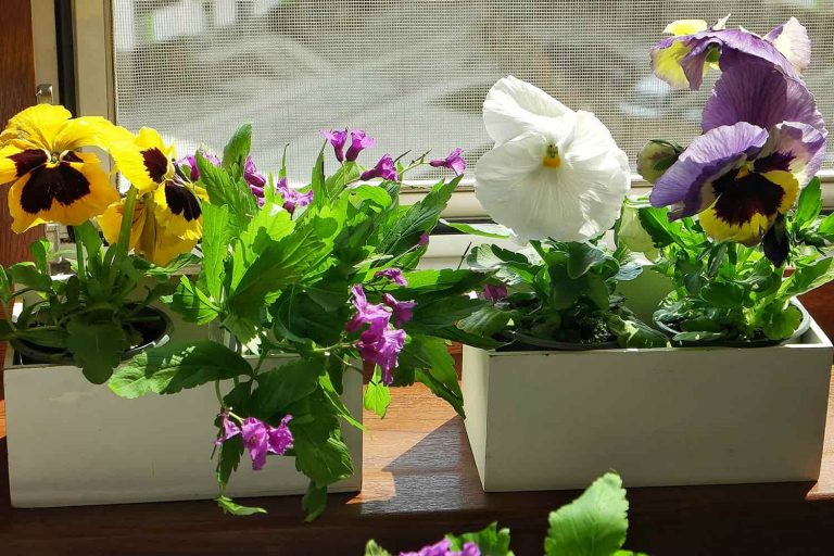 10 things you can grow in a window box at home