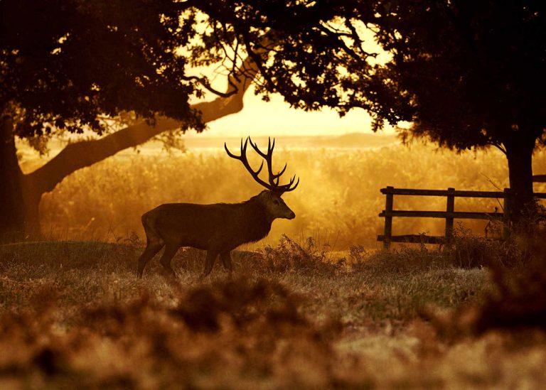 Autumn Wildlife Photography Competition