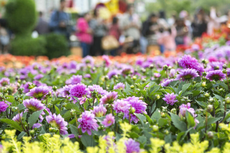 reasons to visit the RHS Chelsea Flower Show