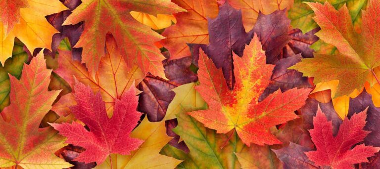 Why do leaves change colour in autumn? Plus 5 ways to use fallen leaves